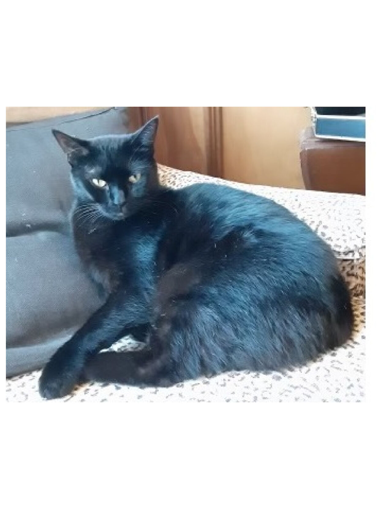 Spanx, formerly known as Shadow.
